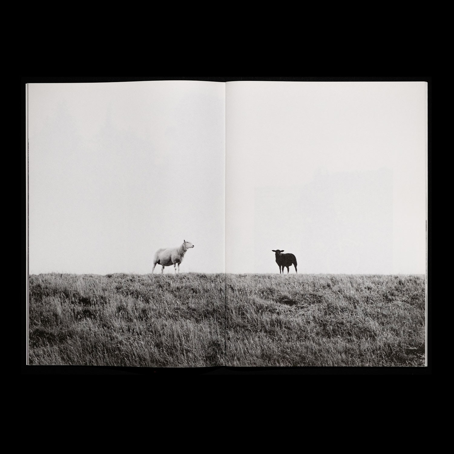 spread with a photo of two sheep