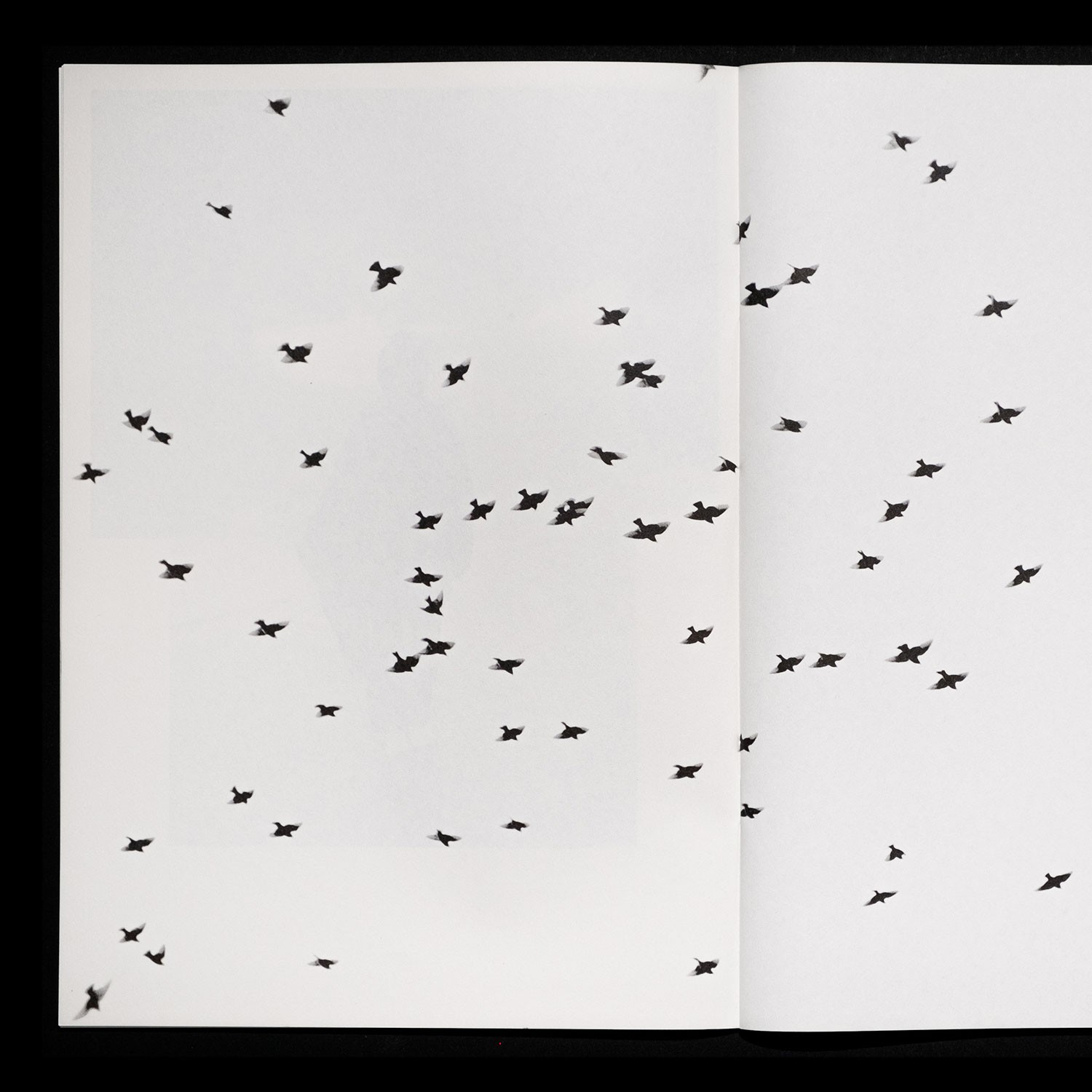 spread with a photo of birds flying